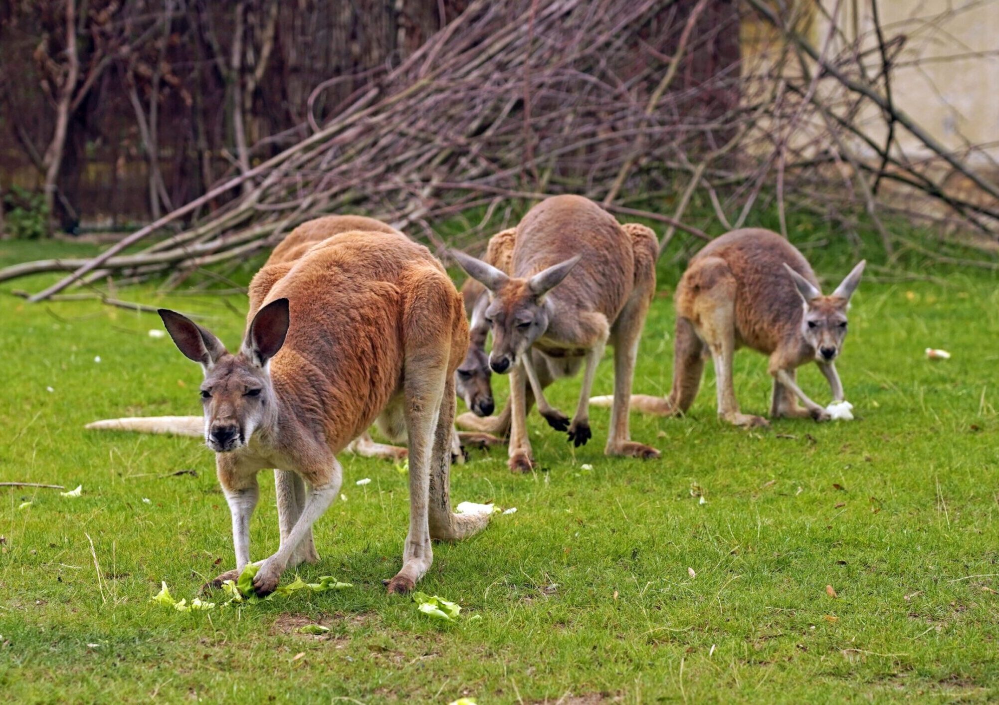 Das Bild zeigt das Rote Riesenkänguru Liddy, welches unter der Patenschaft von MediaLogistik steht.